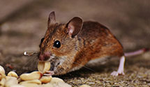 24 Hour & Emergency Exterminators in Berwyn, IL